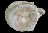 Xiphactinus (Cretaceous Fish) Vertebra - Kansas #64163-1